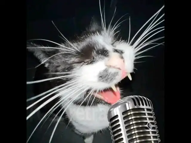 Careless whisper (MEOW Version)